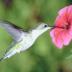 Portrait de colibri 44