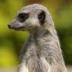 Portrait de suricate