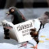 Portrait de Singing Pigeon