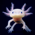 Portrait de Axolotl