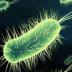 Portrait de Bactérie