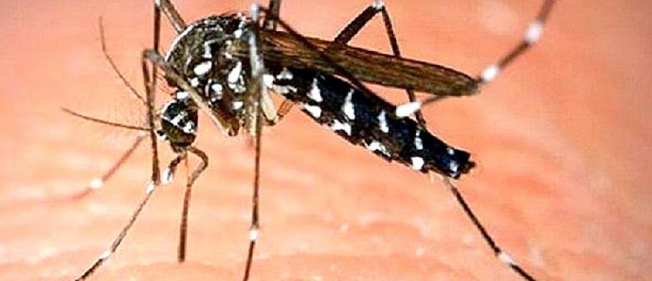 Secondo uno studio, ci si può aspettare, nei prossimi anni in Francia, un aumento dei casi di dengue, Zika e chikungunya, malattie trasmesse dalle zanzare.