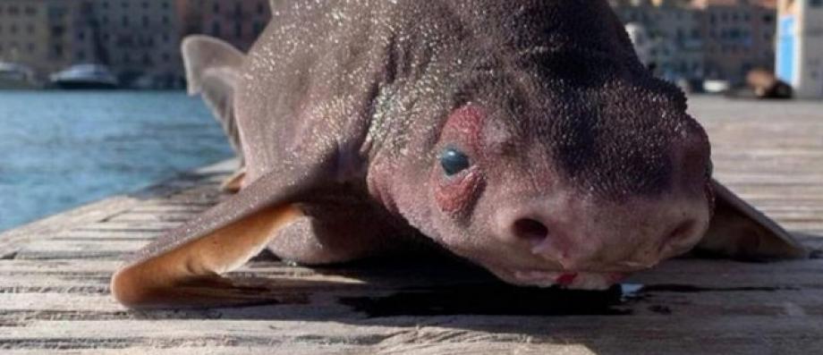 Photo of Oficiales de la Armada de Portoferraio descubrieron un animal parecido a un tiburón con cara de cerdo