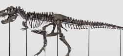 Un squelette de tyrannosaure rex, espèce ayant vécu il y a 67 millions d'années, va être vendu aux enchères le 18 avril en Suisse, une première en Europe