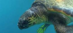 Menacées par le braconnage, la pollution ou la perte de leur habitat, les tortues de mer voient aussi le changement climatique perturber leur reproduction, selon une étude